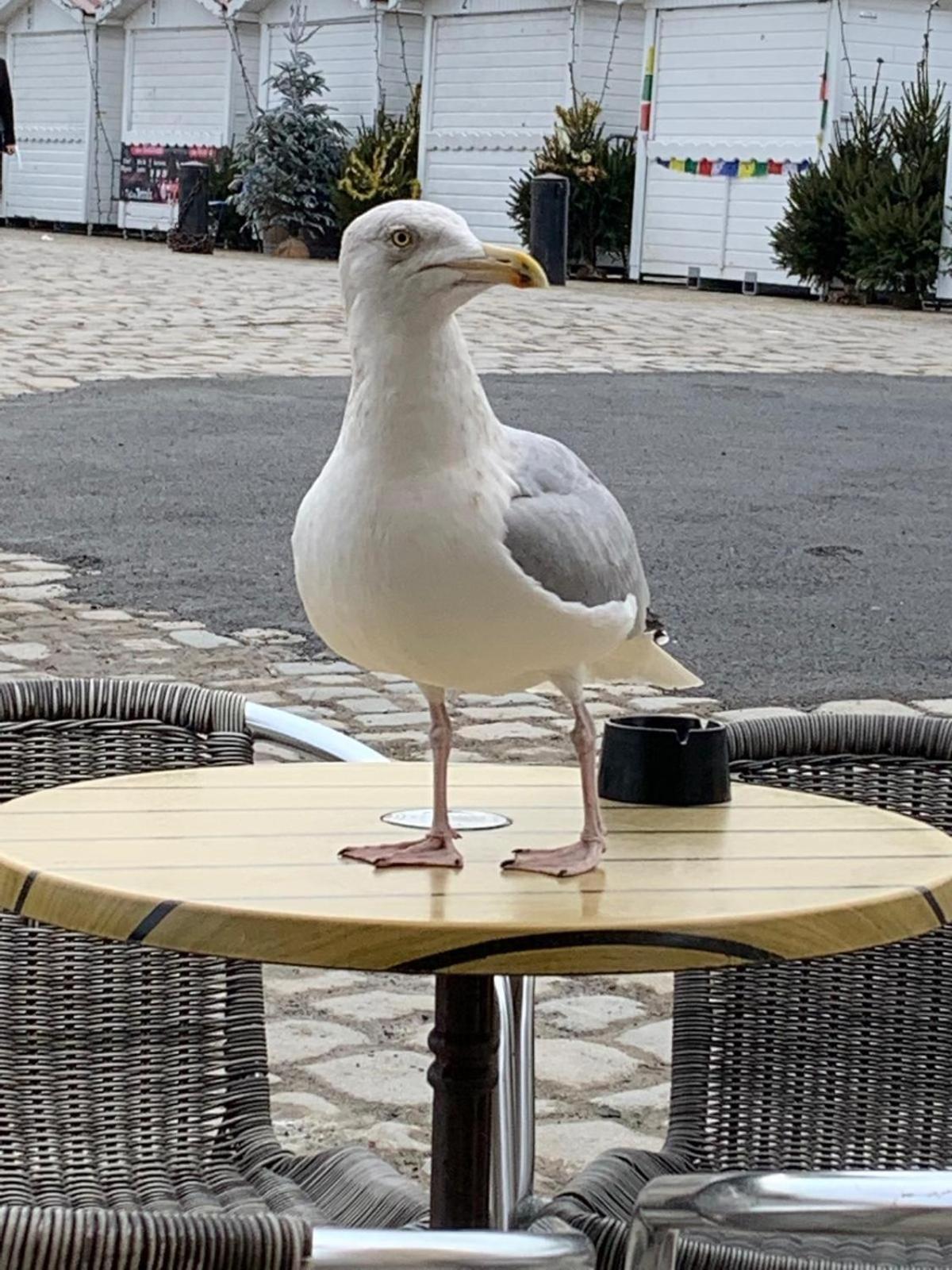 Maison De Vacances Entiere A 10 Mn De La Rochelle Dompierre-sur-Mer Luaran gambar